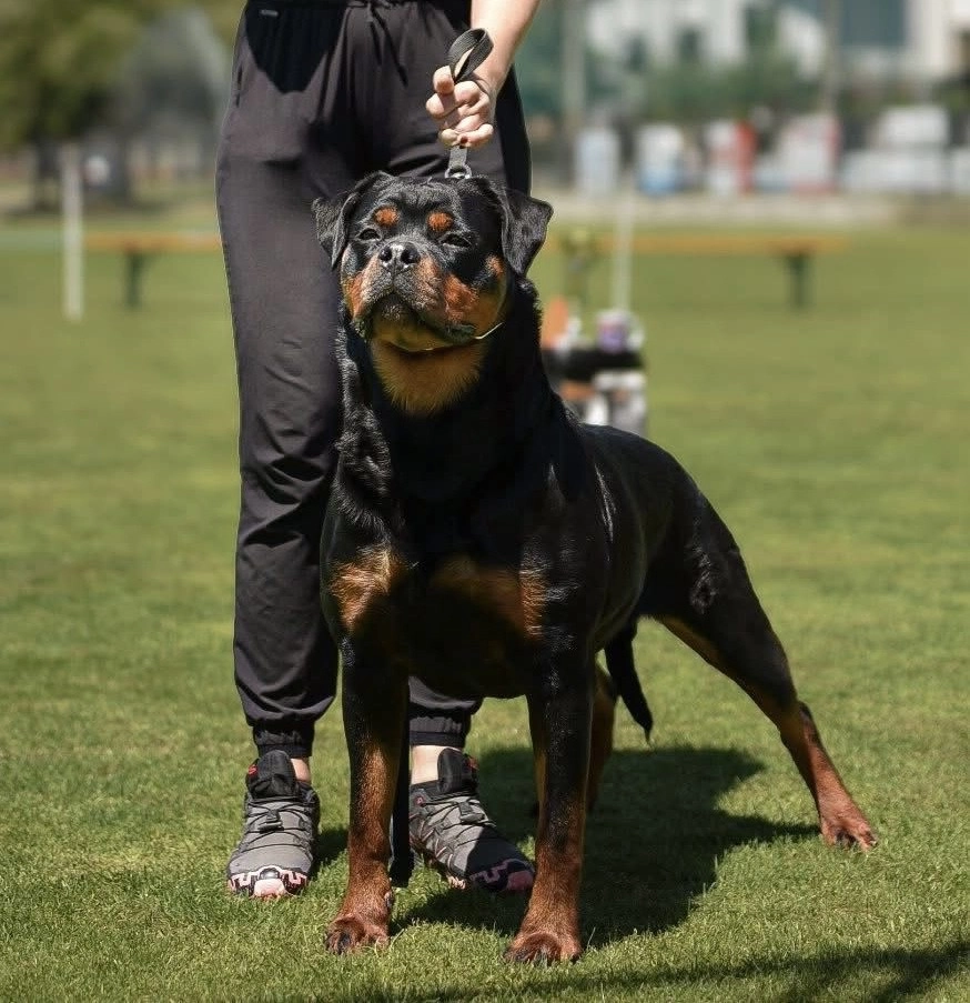 HRVATSKA IMA NAJBOLJE ROTTWEILERE