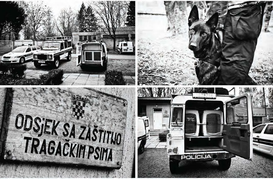 Mantrailing: umjetnost praćenja ljudskog mirisa
