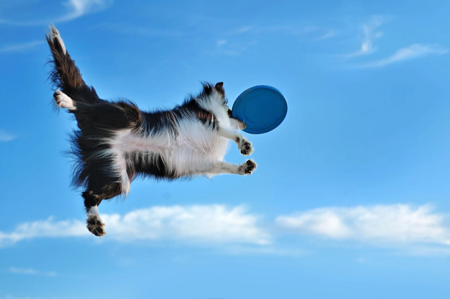 Dog frisbee: sport koji povezuje psa i čovjeka