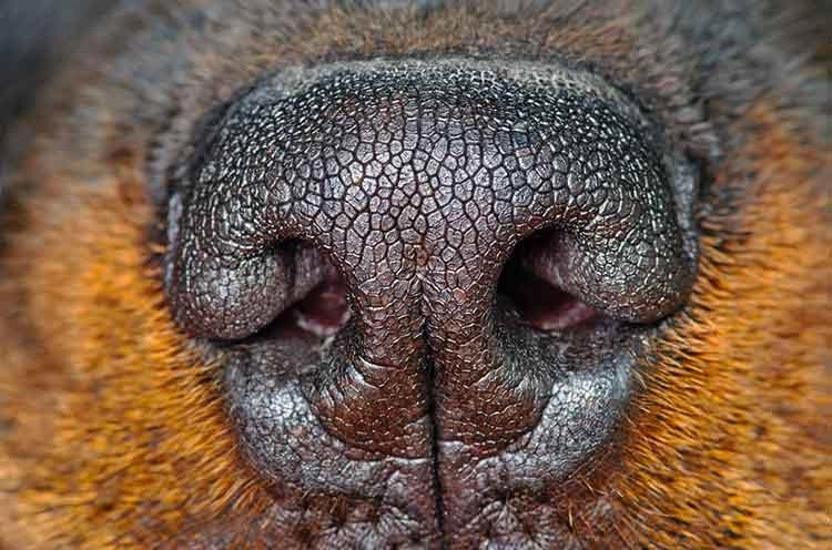 Nosework – zabavna disciplina koja aktivira pseći mozak